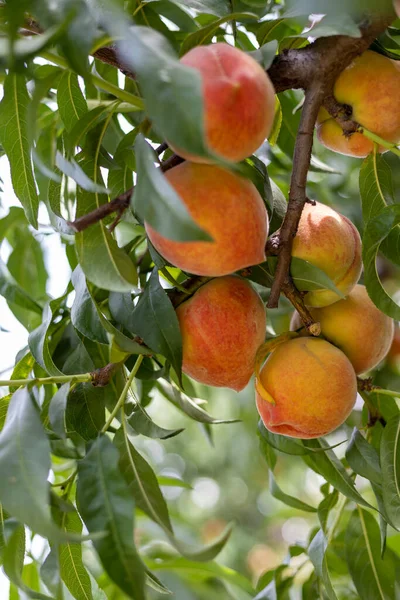 Fruta Pêssego Uma Árvore Fazenda Vista Close — Fotografia de Stock