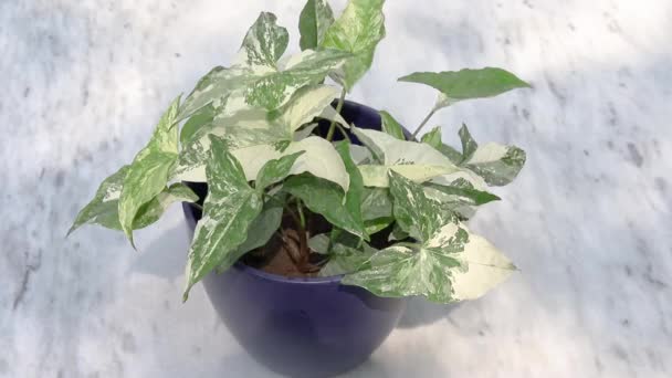 Variegated Syngonium Podophyllum Navy Blue Ceramic Pot — Stock Video