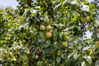 Bahçesinde armut olan armut ağacı.
