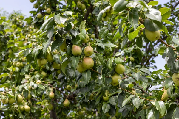 Pear fruit tree with pears in the garden