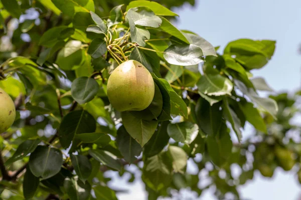 Pears Hanging Fruit Tree — ストック写真