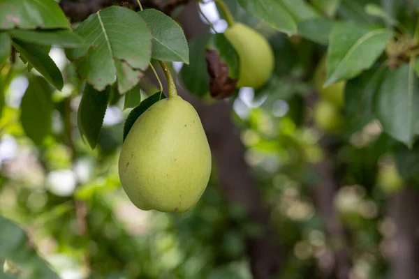 Pear Fruit Tree Branch — ストック写真