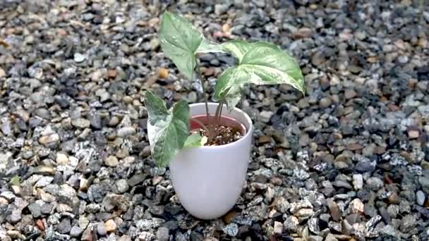 Syngonium Podophyllum Vagy Nyílhegyű Növény Edényben — Stock videók