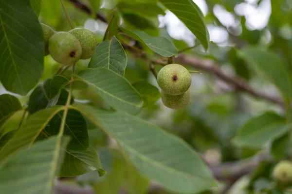 Closeup Green Walnuts Growing Tree Branch Selective Focus — ストック写真