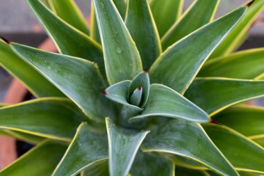 Agave desmettiana yüksek açı görünümü