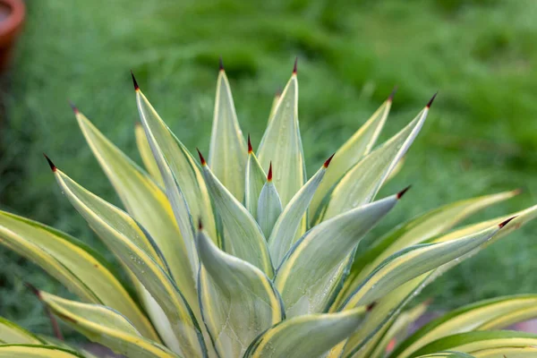 Beautiful Agave Plant Selective Focus Blur Background — Photo