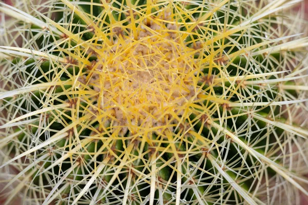 Closeup Echinocactus Grusonii Golden Ball Cactus Top View — Zdjęcie stockowe