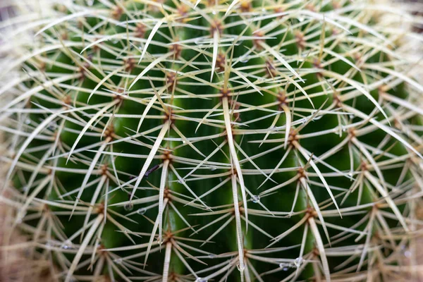 Arany Hordó Kaktusz Textúra Háttér — Stock Fotó