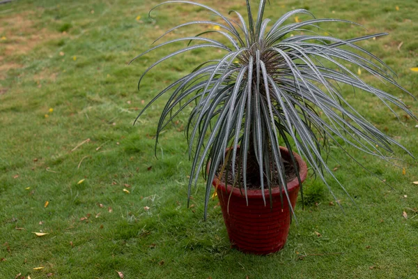 Madagascar Palm Red Flowerpot — Zdjęcie stockowe