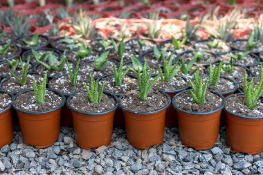 Aloe juvenna propagation in a plant nursery