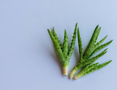 Kopya alanı olan beyaz izole bir arkaplan üzerindeki Aloe juvenna kesimleri