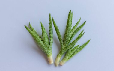 Aloe kaplan diş kesikleri beyaz izole bir arka planda