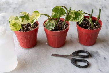Epipremnum Njoy pothos houseplant propagating in small plants. indoor plants propagation concept