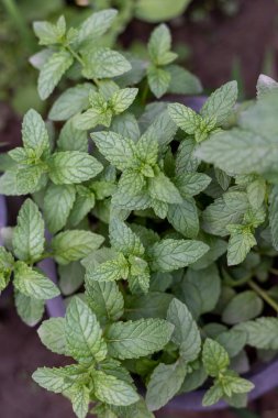 Tencerede taze nane bitkileri yetişiyor.