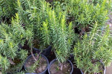 Fresh green rosemary bush in a plastic pots