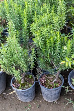 Kavanozda yetişen Salvia Rosmarinus biberiye çalısı