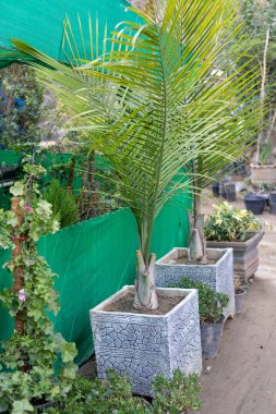 Dypsis lutescens areca palmiye çimento kaplarında