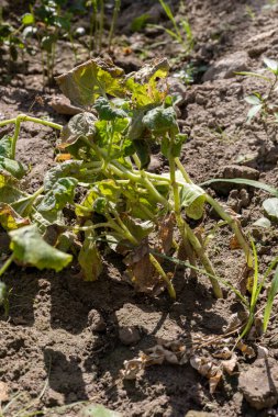 Şişe kabağı enfeksiyon kapmış bitkiler yakın çekim görüntüsü