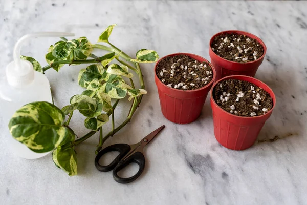 Epipremnum Pothos njoy plants propagation from cuttings in small pots