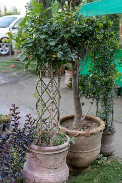 Multiple rose plants planted in a pot making beautiful shape from it