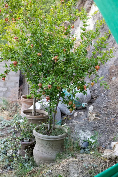 Pomegranate tree planted in a clay pots
