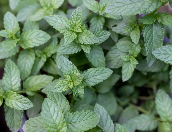 Mint plant growing in a herb garden