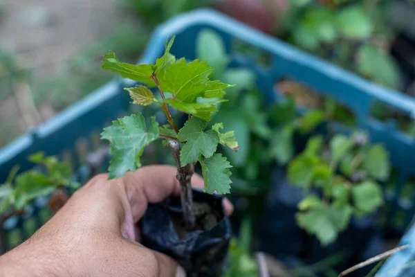 Seedling of grapes in plastic grow bags with leaves. selective focus