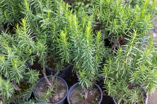 Fresh Green Rosemary Bush Plastic Pots — 스톡 사진