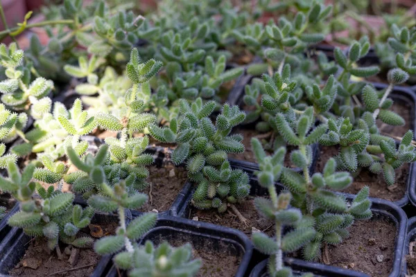Delosperma Echinatum Seedlings Small Pots Greenhouse — 스톡 사진