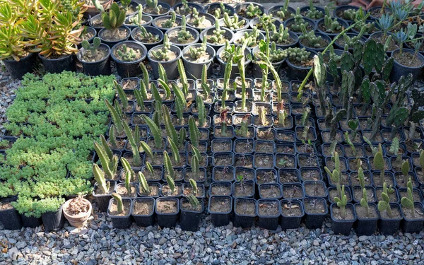 Plants Hobbyist Growing Small Plant Home Diy Plant Nursery — Photo