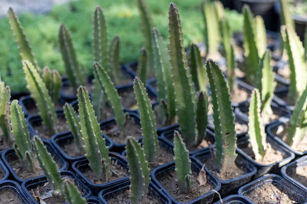 Stapelia Gigantea Seedlings Small Plastic Containers — Stockfoto