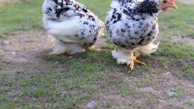 Beautiful bantam chicken pair in a barnyard