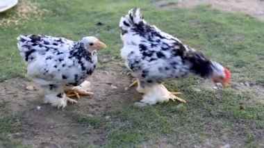 Cochin mottled bantam chicken pair roaming in a garden