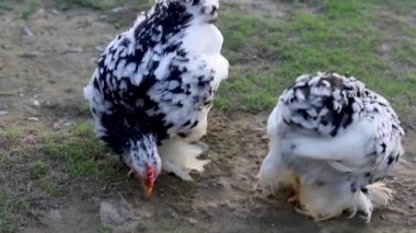 Mottled cochin bantam chicken pair looking into the camera