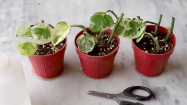 Epipremnum Njoy pothos propagating in small plants in plastic pots. Houseplant propagation DIY home concept