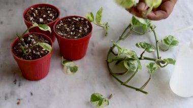 Preparing Epipremnum Aureum N'Joy, Pothos cuttings for propagation in pots