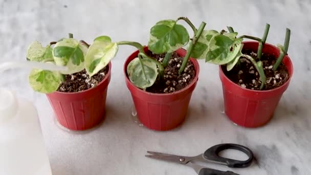 Epipremnum Njoy Pothos Propagating Small Plants Plastic Pots Houseplant Propagation — Vídeos de Stock