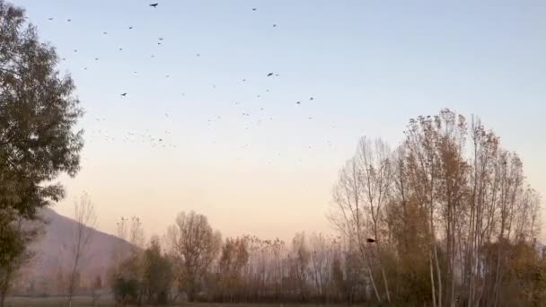 Crows Flying High Sky Evening Time Autumn Season — Stockvideo