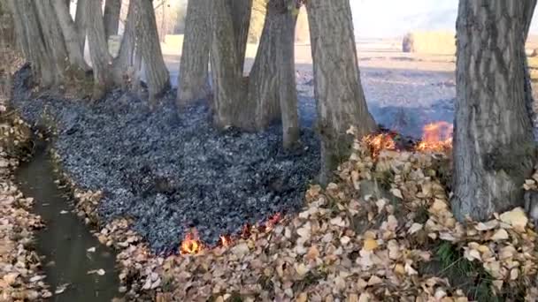Burning Leaves Poplar Trees Autumn Season — Stockvideo