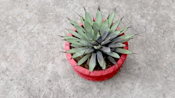 Agave Macroacantha Black Spined Plant Roots Rot Burned — Stockvideo