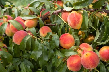 Ripen peaches on a fruit tree in the garden