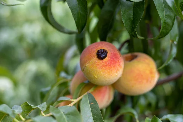 Closeup view of a infected peach fruit on a tree with selective focus