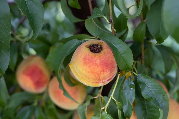 Peach fruit are damage in the tree by a fruit disease
