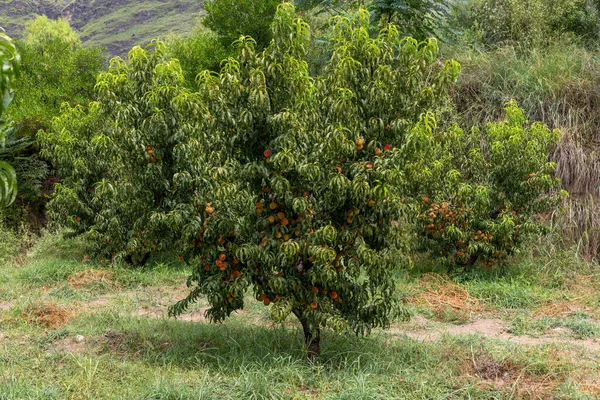 Peach fruit tree with peach fruit