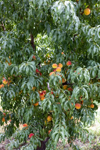 Peach fruit tree with fresh and delicious peaches
