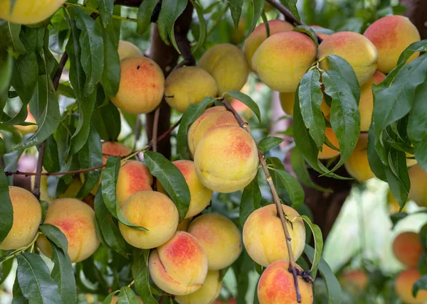 Fresh delicious peaches on a peach fruit tree closeup view