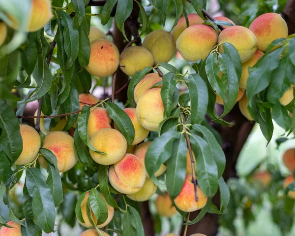 Fresh delicious peaches on a fruit tree in the farm
