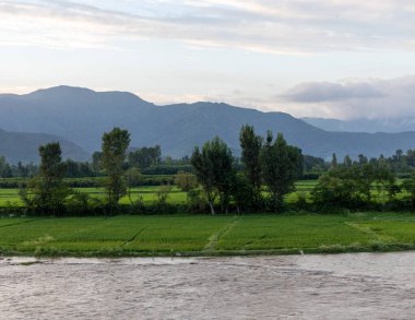 Beautiful scenery of rice green fields in the evening