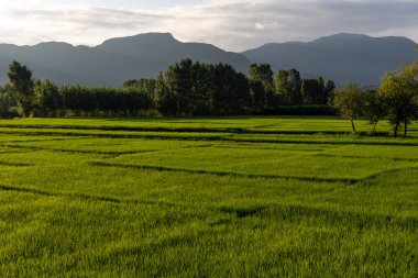 Landscape view of rice paddy before sunset or after sunrise