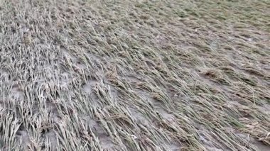 Rice crop damage after flood water overflow from the river swat